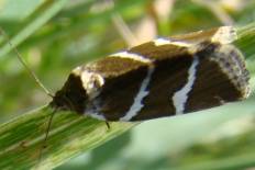 Lecithocera flavipalpella - Silbereulchen (Silberstricheulchen)